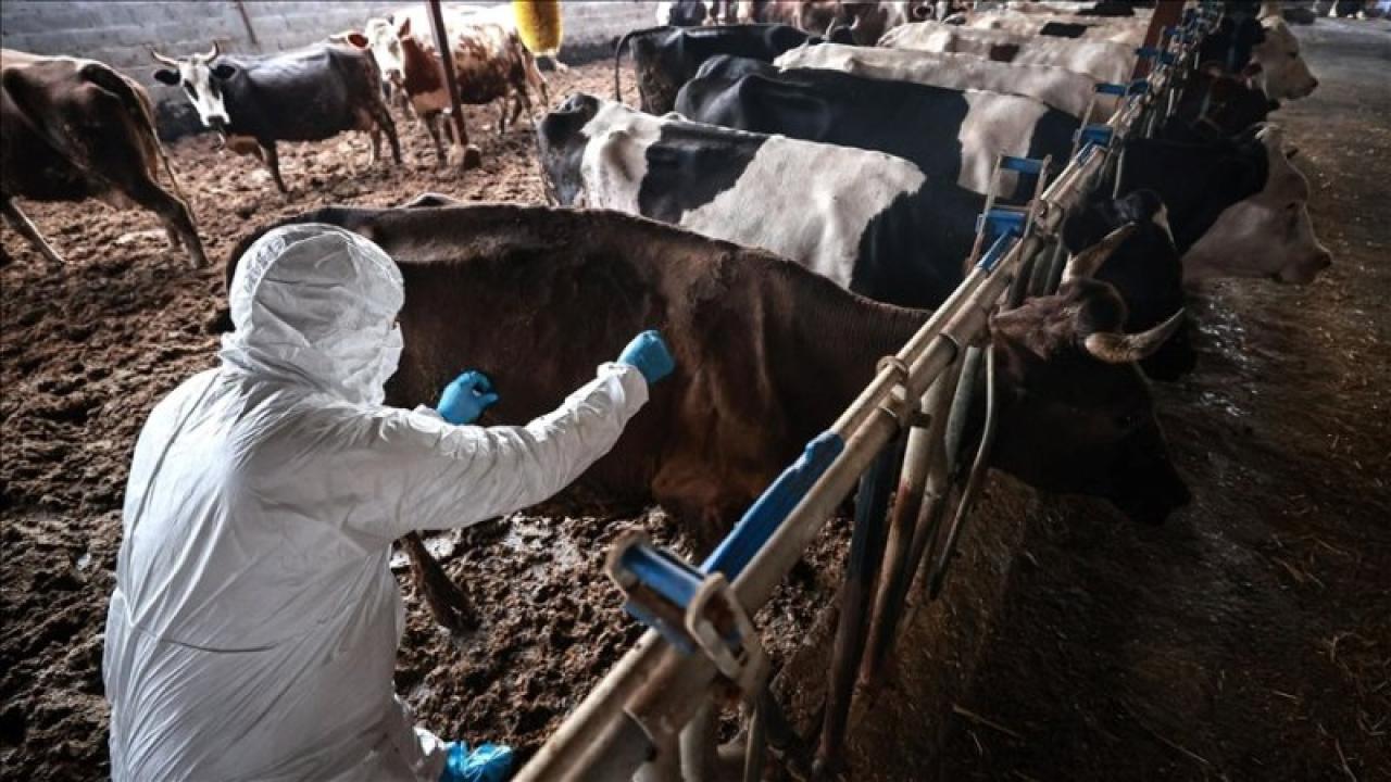 Hayvan Pazarları Kapatıldı!