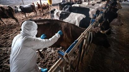 Hayvan Pazarları Kapatıldı!