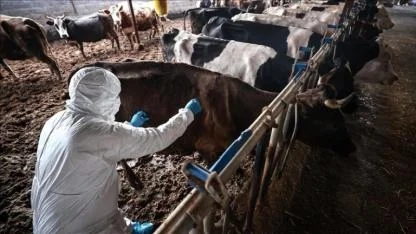 Hayvan Pazarları Kapatıldı!