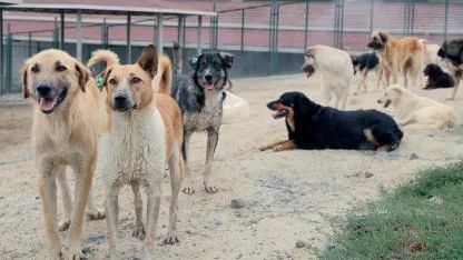 İstanbul Valiliği’nden Belediyelere Sahipsiz Köpek Uyarısı: Süre Verildi!