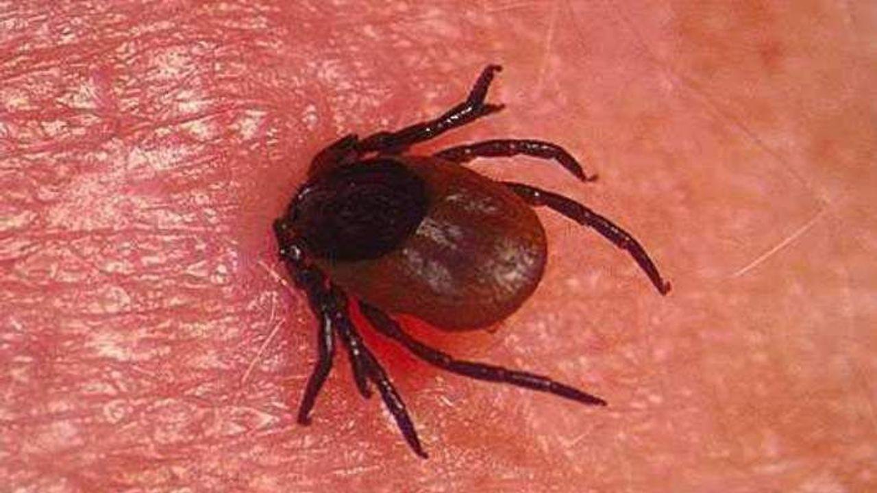 Kene Tehlikesi Yeniden Gündemde: Uzmanlardan Kritik Uyarılar