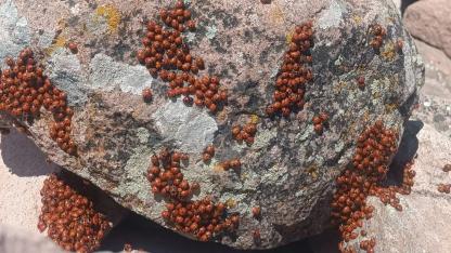 Kocatepe’de Mucizevi Buluşma: Atanın Huzurunda Binlerce "Uğur"