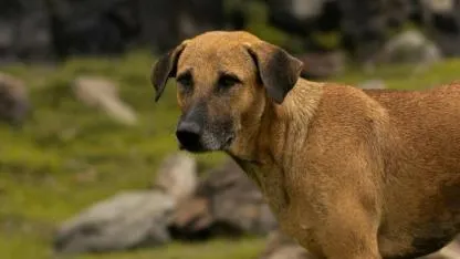 Köpek Dehşeti: 5 Yaşındaki Çocuk Hayatını Kaybetti!