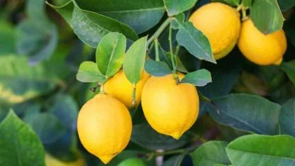 Panik Satışlar Limonda Kâr Bırakmadı: Üretici İthalat Kararıyla Endişeli