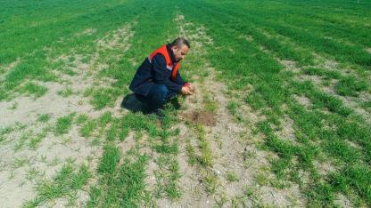 Afyonkarahisar’da Tarım Sahalarında Yoğun Mesai: Fenolojik Gözlem ve Hastalık Kontrolleri Sürüyor