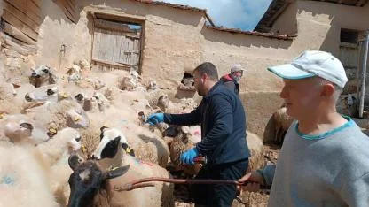 Afyonkarahisar’da Hayvan Sağlığı Çalışmaları Aralıksız Sürüyor
