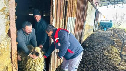 Afyonkarahisar’da Hayvan Sağlığı Çalışmaları Hız Kesmeden Devam Ediyor