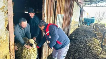 Afyonkarahisar’da Hayvan Sağlığı Çalışmaları Hız Kesmeden Devam Ediyor