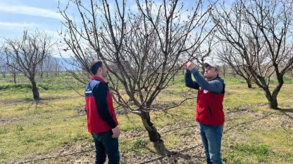 Afyonkarahisar İl Tarım ve Orman Müdürlüğü Zirai Don Sonrası Sahada