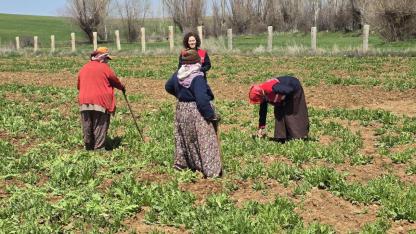 Türkiye’nin Haşhaş Üssü Afyonkarahisar’da Çapa Mesaisi Sürüyor