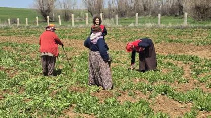 Türkiye’nin Haşhaş Üssü Afyonkarahisar’da Çapa Mesaisi Sürüyor