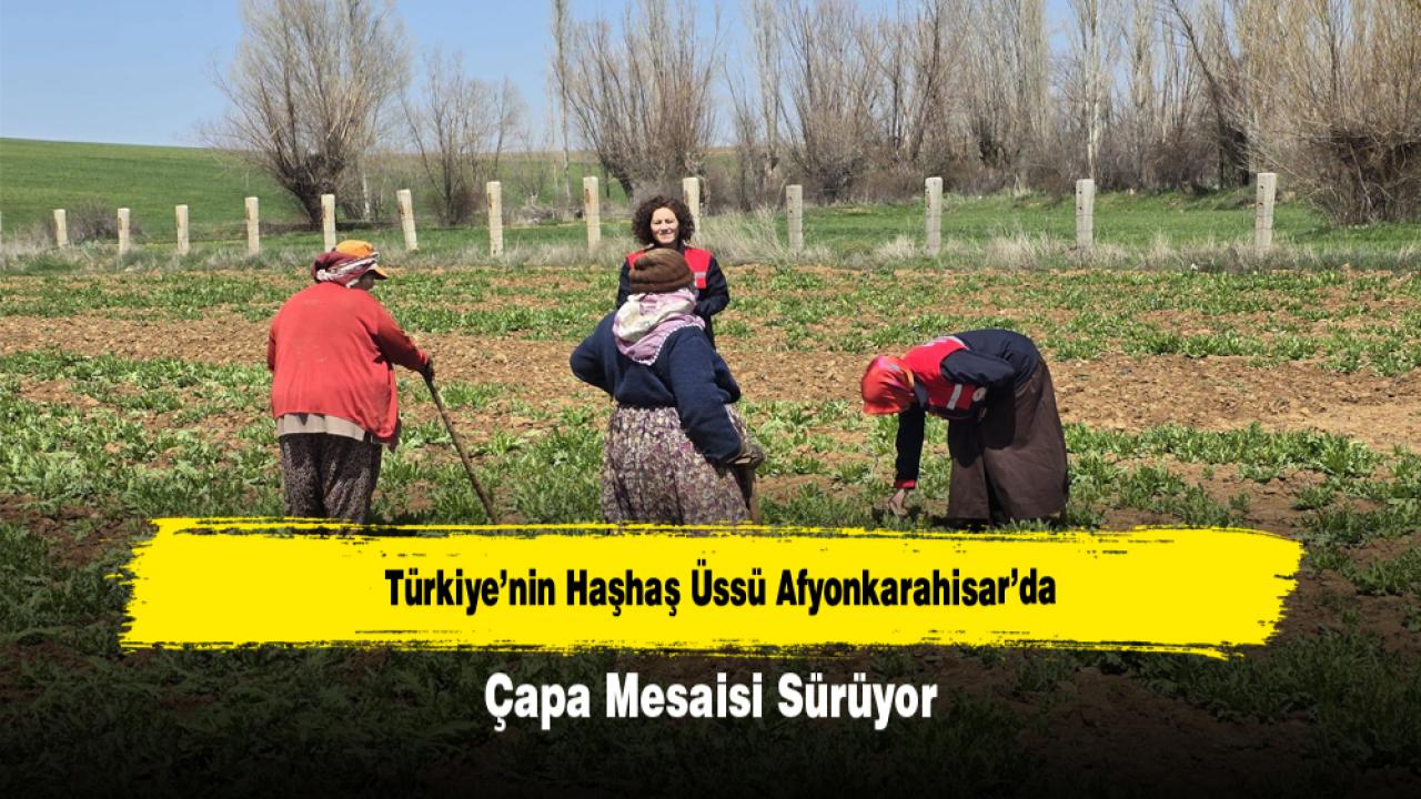 Türkiye’nin Haşhaş Üssü Afyonkarahisar’da Çapa Mesaisi Sürüyor