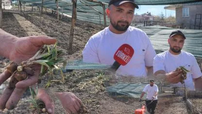 Afyonkarahisar’da Genç Girişimciden “Altın Değerinde” Üretim: Salep Yetiştiriciliğinde Örnek Başarı