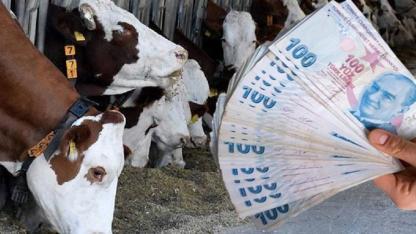 2026 Kurbanlık Fiyatları Netleşiyor: Canlı Kilo Ücretleri ve Vekalet Bedelleri Açıklandı!