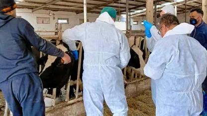 Afyonkarahisar’da Hastalıktan Ari İşletme Çalışmaları Sürüyor