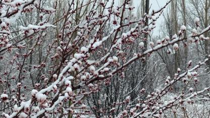 Sultandağı’nda Zirai Don Felaketi: Kayısı ve Erikte Büyük Kayıp