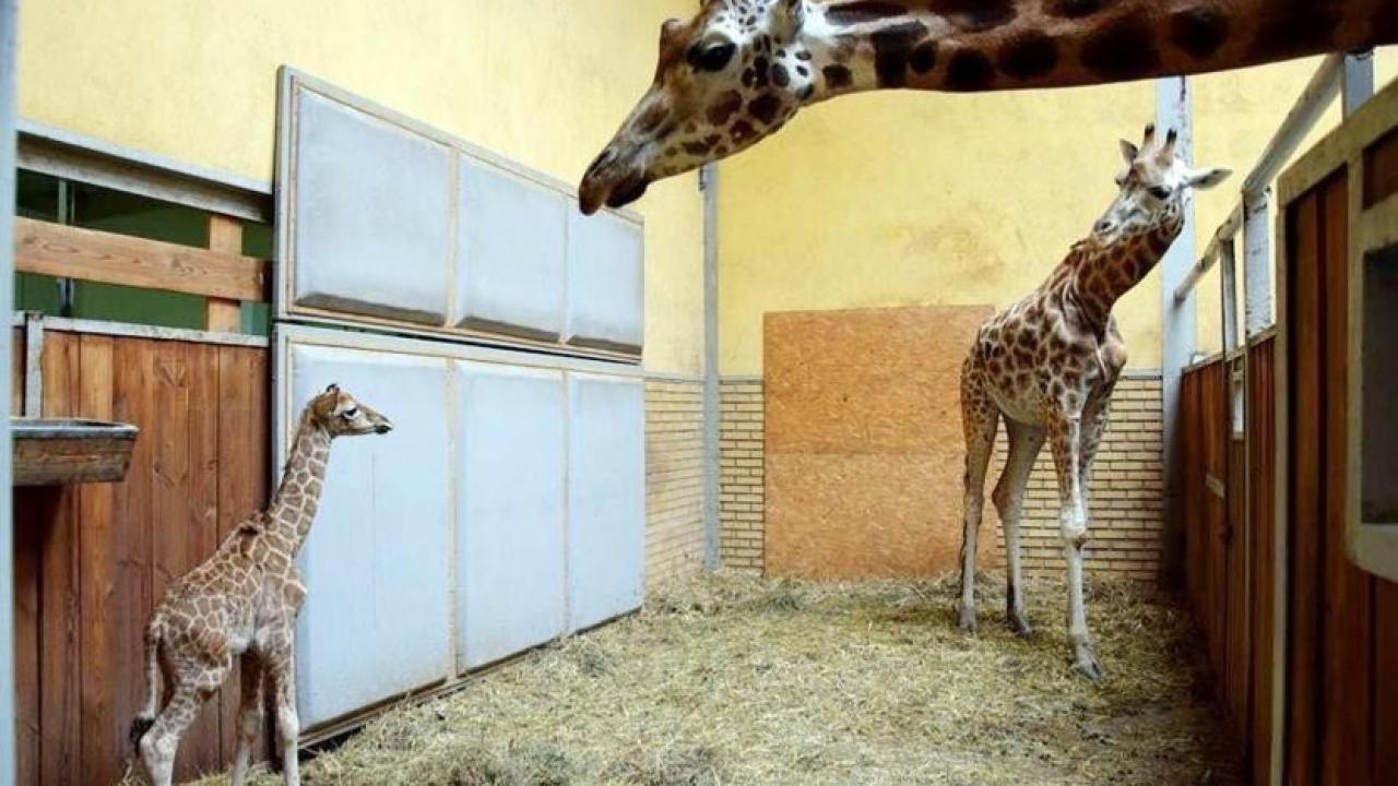 Türkiye’de Doğan İlk Zürafa! Adını Halk Koyacak