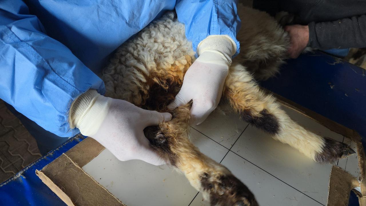 Van'da deprem sonrası enkaz altından yaralı çıkarılan kuzular tedavi altına alındı