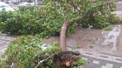 Afyonkarahisar Sandıklı’da Beklenmedik Kar Yağışı: Ağaçlar Devrildi, Yollar Kapandı