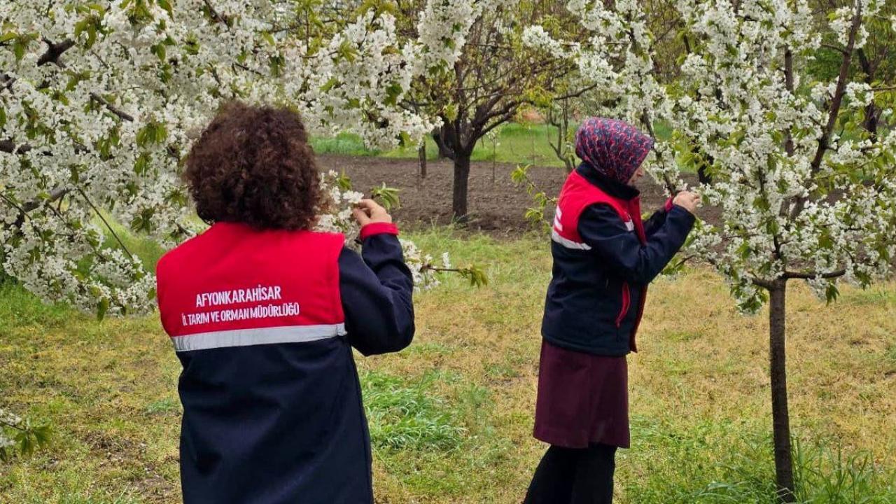 Afyonkarahisar’da Zirai Don Alarmı: Tarım Alanlarında Saha Kontrolleri Sürüyor