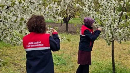 Afyonkarahisar’da Zirai Don Alarmı: Tarım Alanlarında Saha Kontrolleri Sürüyor