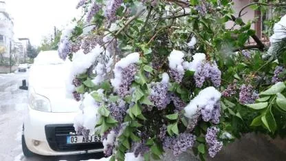Afyonkarahisar’ın Sandıklı İlçesinde Çiçek Açan Ağaçlar Kar Altında Kaldı