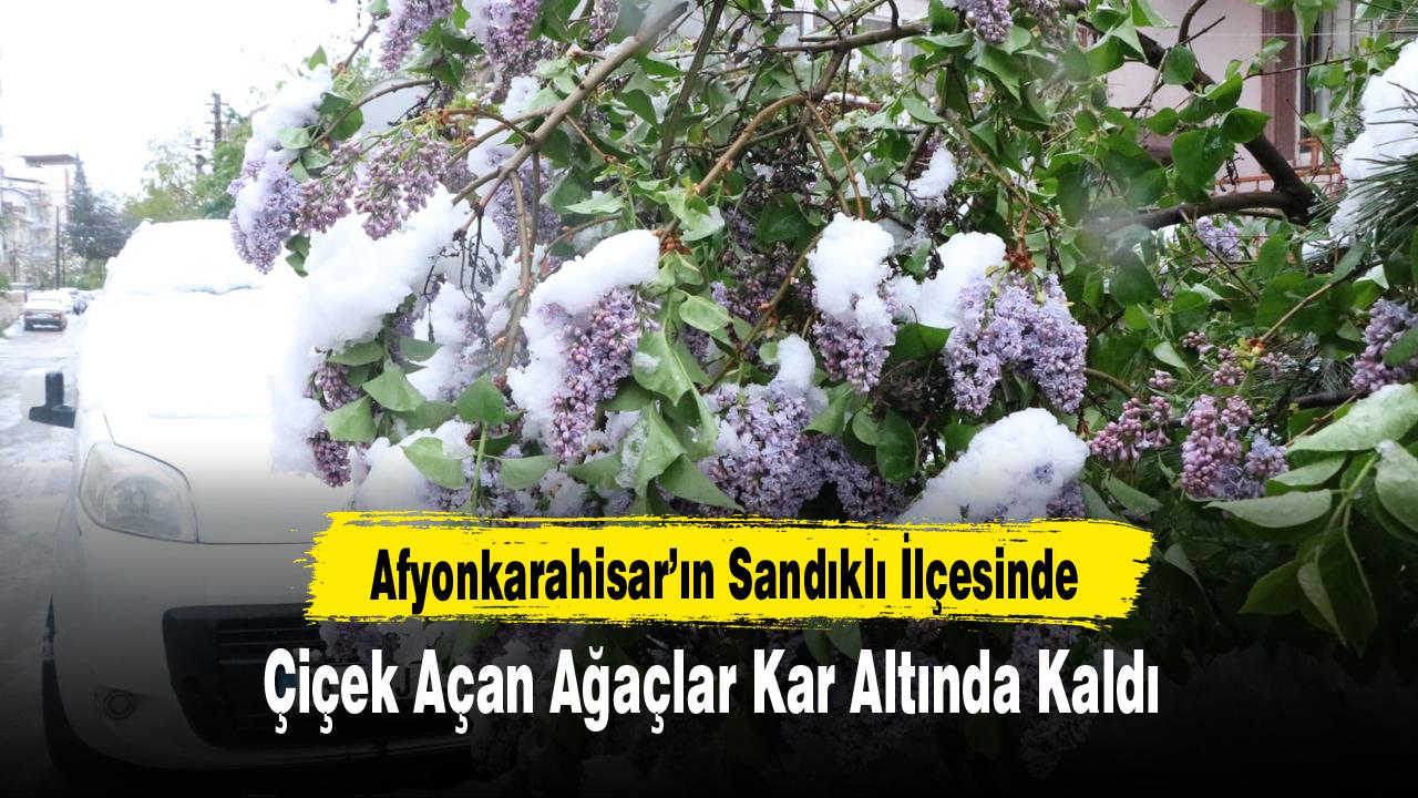 Afyonkarahisar’ın Sandıklı İlçesinde Çiçek Açan Ağaçlar Kar Altında Kaldı