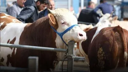 2026 Kurbanlık Fiyatları ve Vekaletle Kurban Kesim Bedelleri Belli Oldu!