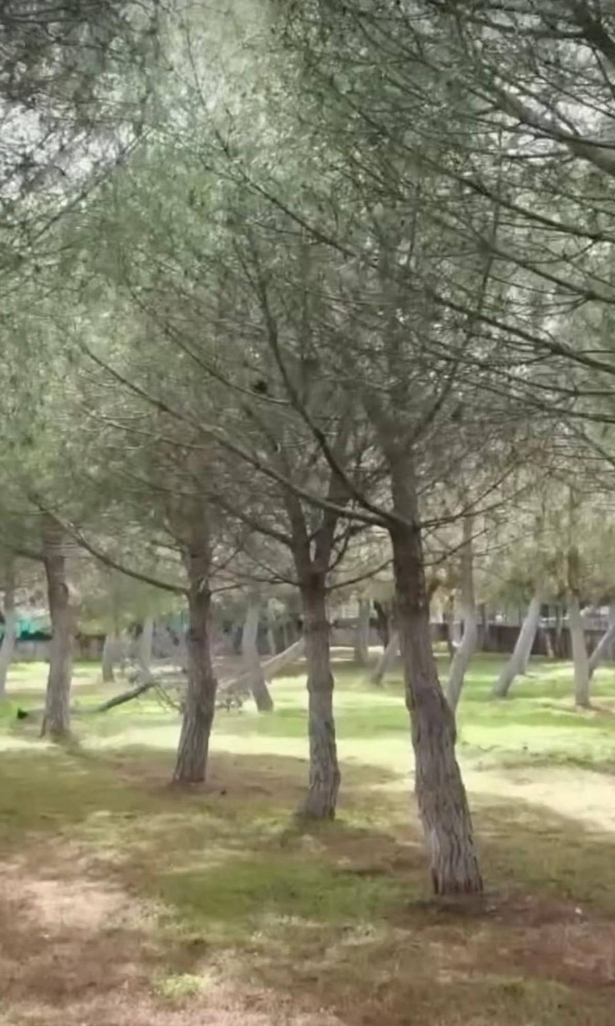 Ata Demirer’den “Hayat Sana Güzel” Yorumlarına Net Yanıt: “Bu Çamları Ben Ektim, 21 Yıl Bekledim”