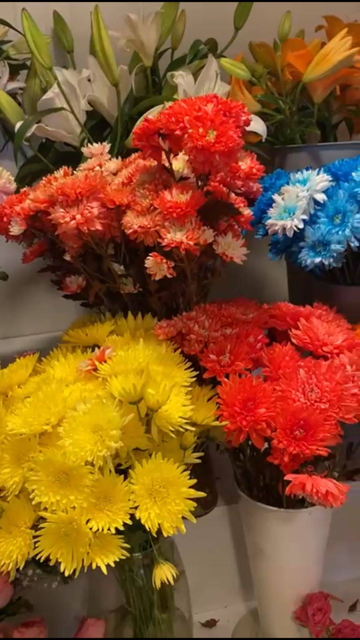 Kasım Ayının Gözdesi: Kasımpatı Çiçeği Sosyal Medyada Trend Oldu