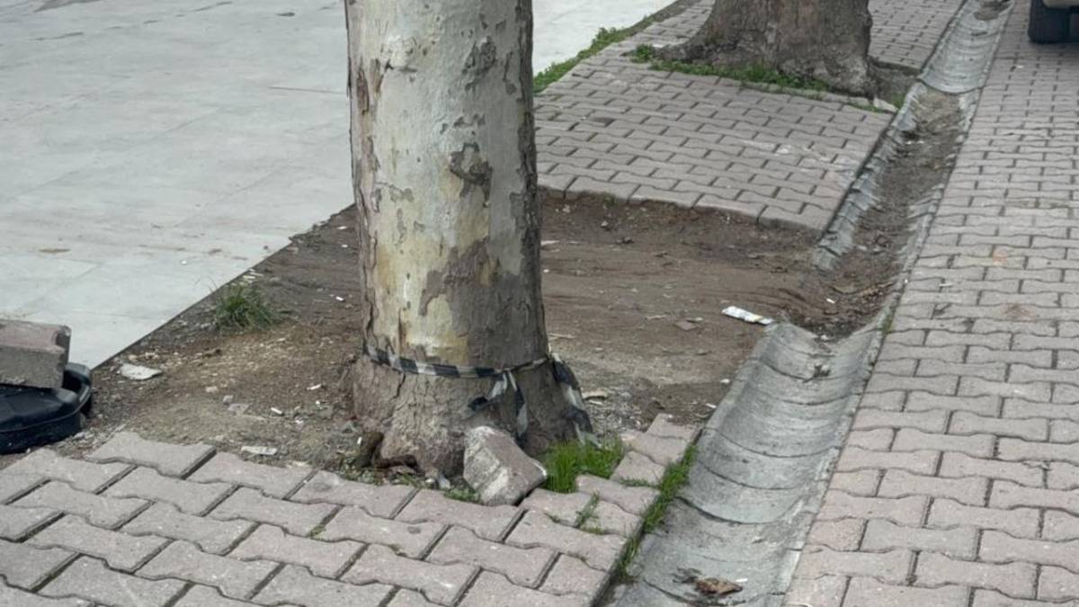 Kocaeli'de Temizlik Görevlisi, Ağacın Dibinde 60 Bin Dolar Buldu: Para Sahibine Teslim Edildi!