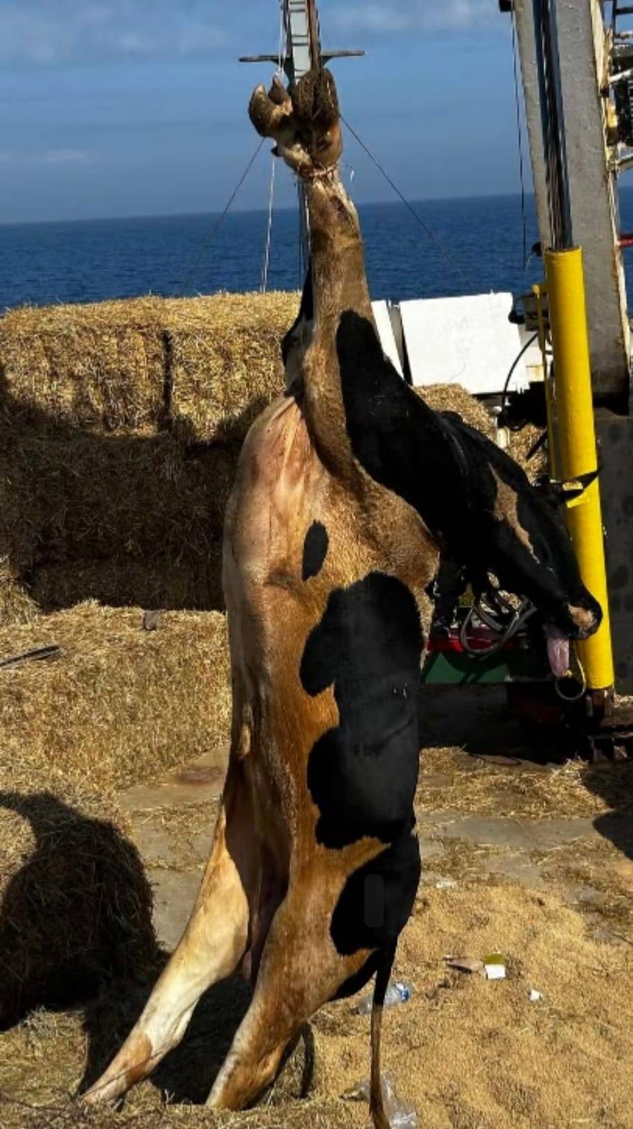 İYİ Parti’den Hastalıklı Hayvan İthalatına Sert Tepki: “Türk Hayvancılığı Bilinçli Şekilde Çökertiliyor”