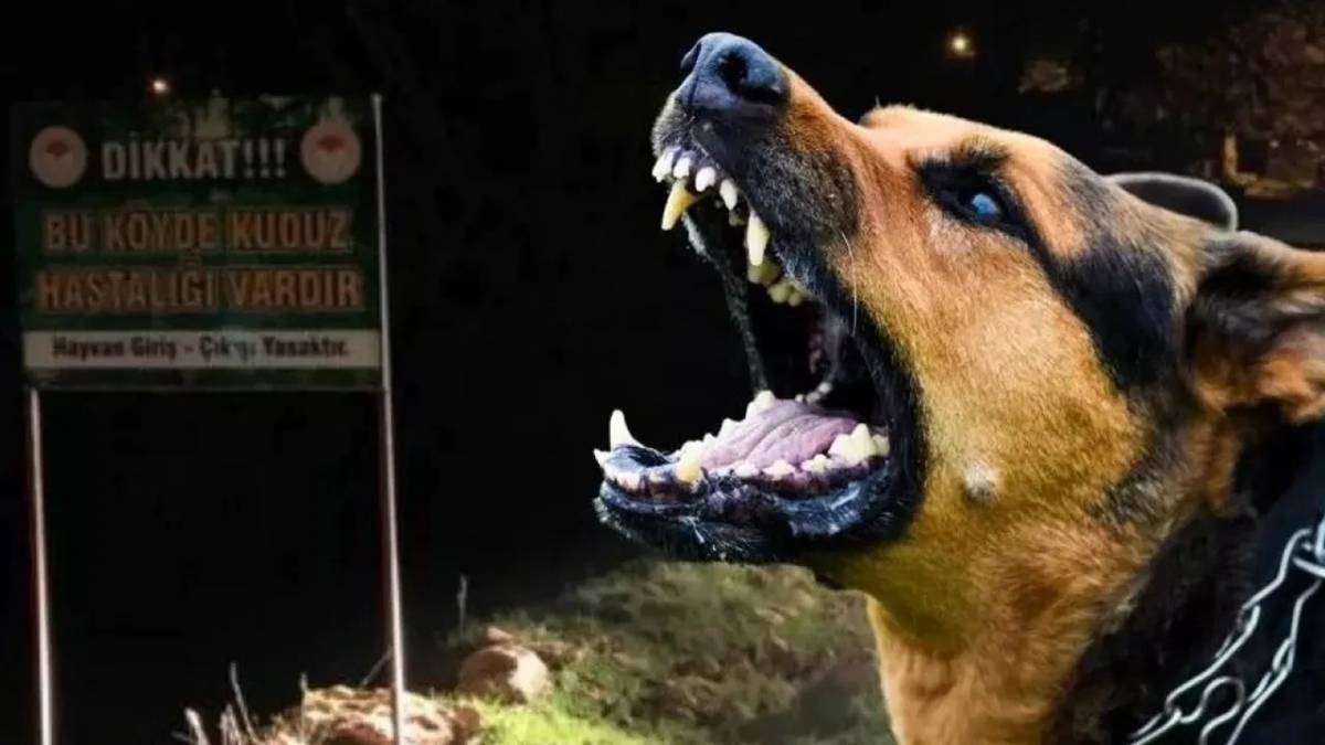 İstanbul’da Kuduz Tartışması: Valilik Vaka Yok Dedi 2025 Verileri 123 Bin Riskli Teması Gösterdi!