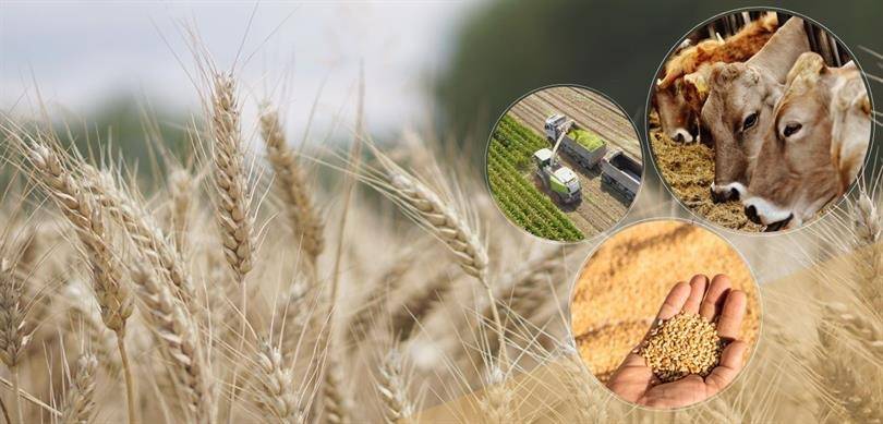 Tarım ve Orman Bakanlığı Duyurdu: 129,3 Milyon Liralık Tarımsal Destek Çiftçilerin Hesaplarına Aktarıldı!