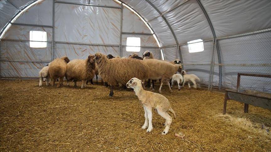 Kırsalda Bereket Küçükbaşa Destek 2026: 2 Yıl Geri Ödemesiz Faizsiz Çiftçi Kredisi Başvuruları Başlıyor!