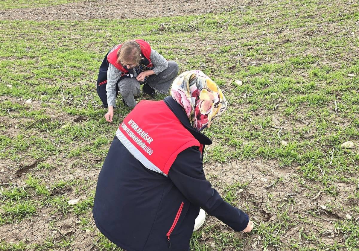 Afyonkarahisar’da Hububat Tarlalarında Fenolojik Gözlem Devam Ediyor