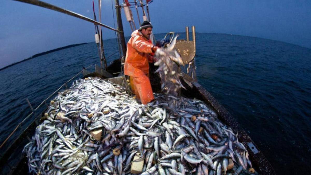 Balık Sezonu Ne Zaman Bitiyor? 2026 Av Yasağı Tarihi Açıklandı!