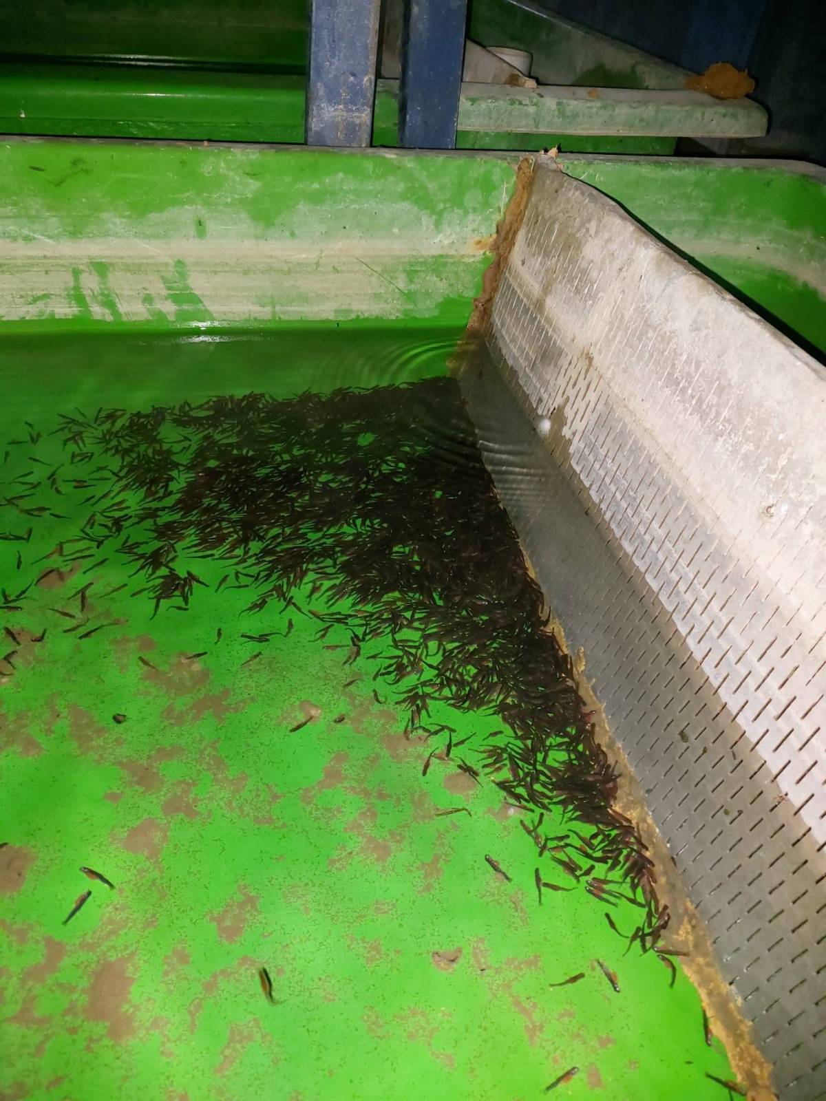 Afyonkarahisar’da Su Ürünleri Tesislerine Sıkı Denetim