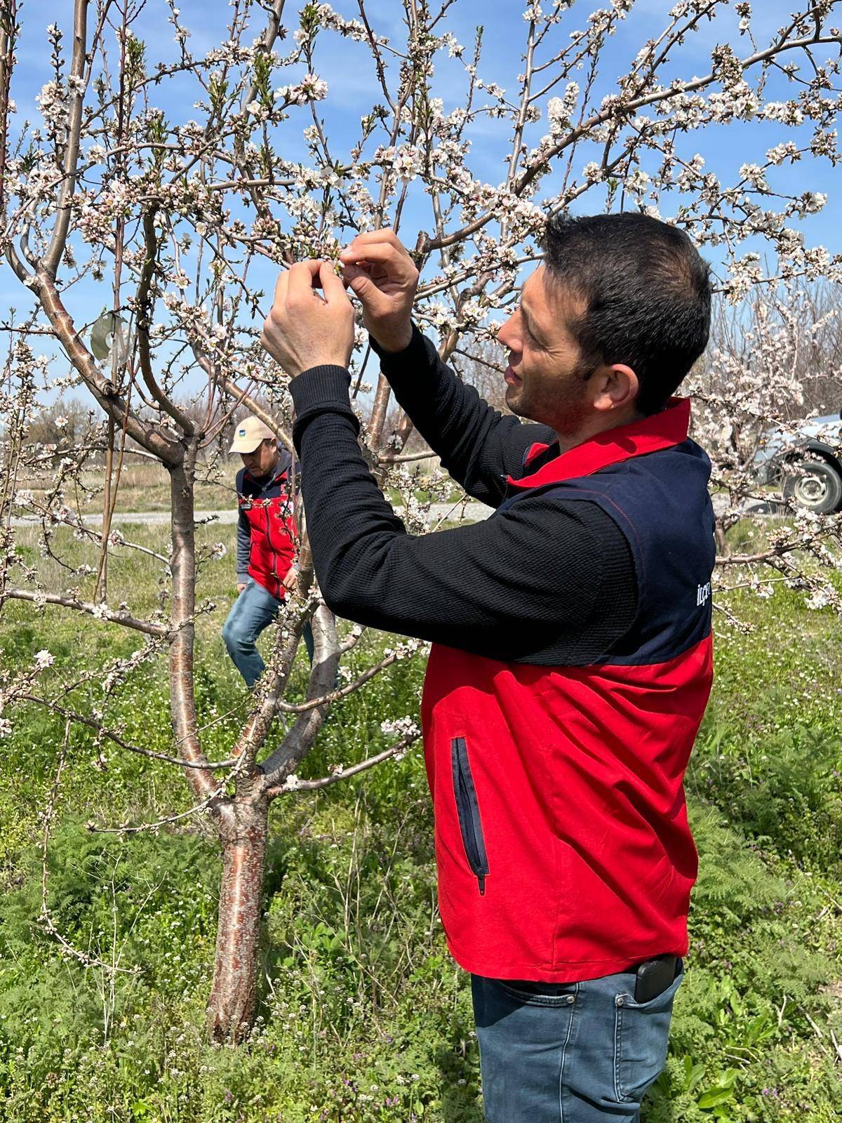 Afyonkarahisar İl Tarım ve Orman Müdürlüğü Zirai Don Sonrası Sahada