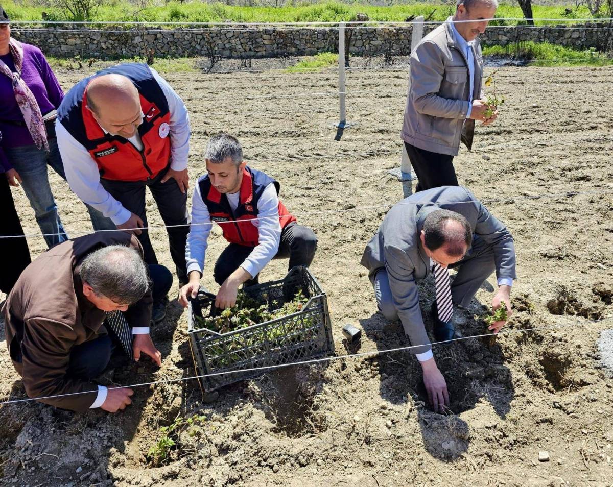 Afyonkarahisar’da Böğürtlen Üretimi Yaygınlaşıyor: Çiftçilere Fidan Desteği