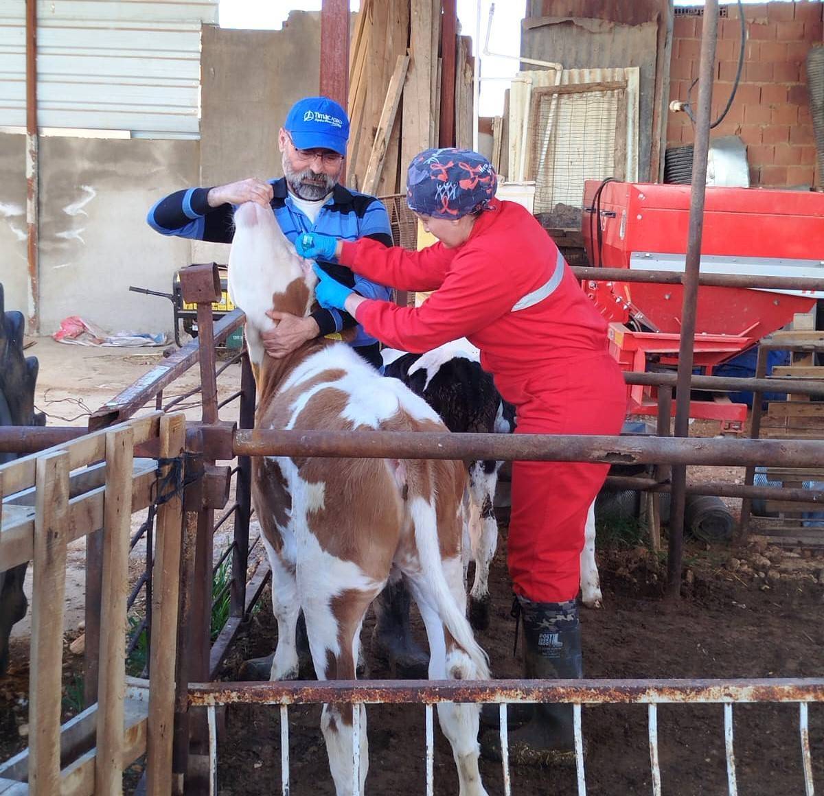 Afyonkarahisar’da Hayvan Sağlığı Çalışmaları Aralıksız Sürüyor
