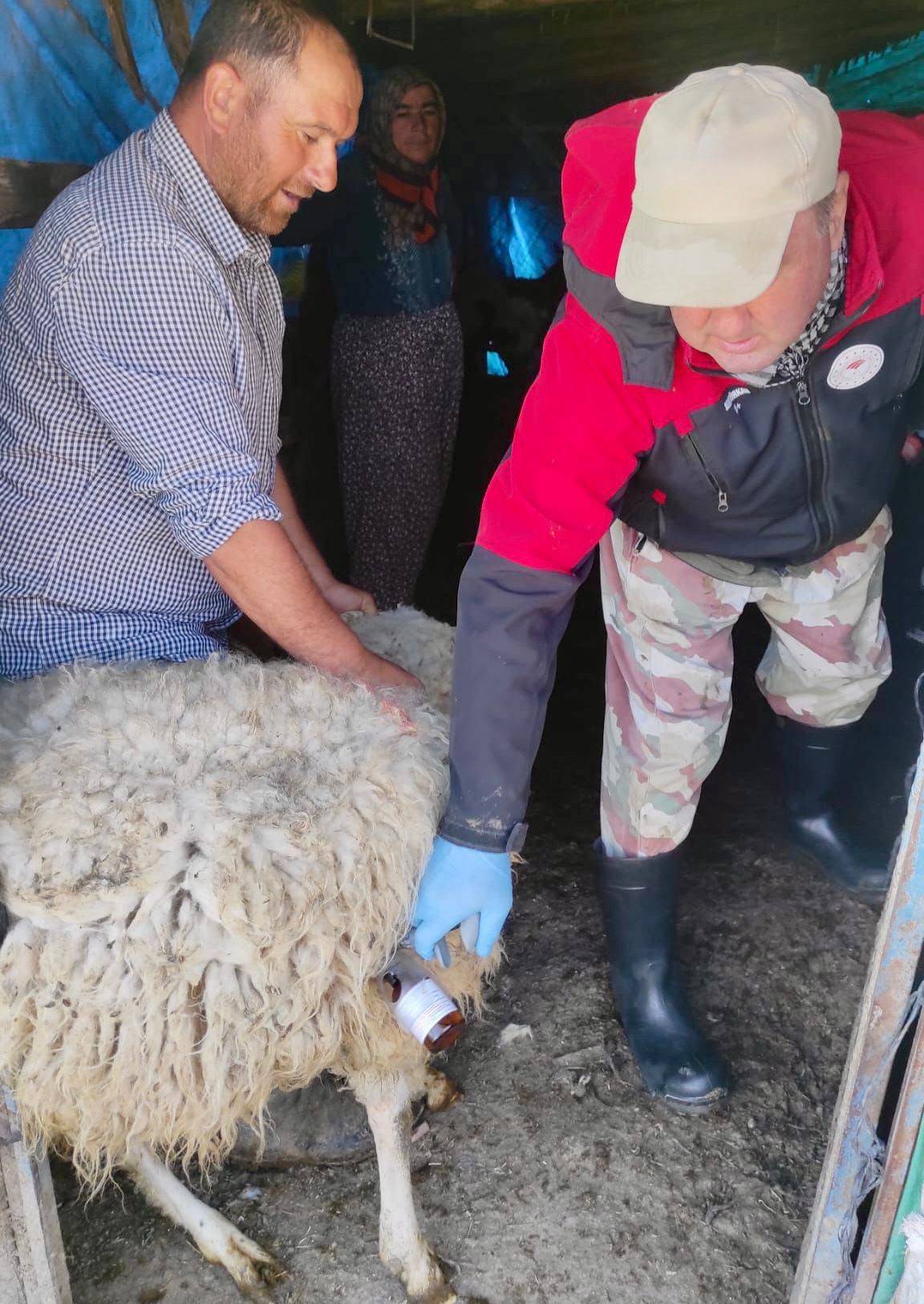 Afyonkarahisar’da Hayvan Sağlığı Çalışmaları Hız Kesmeden Sürüyor