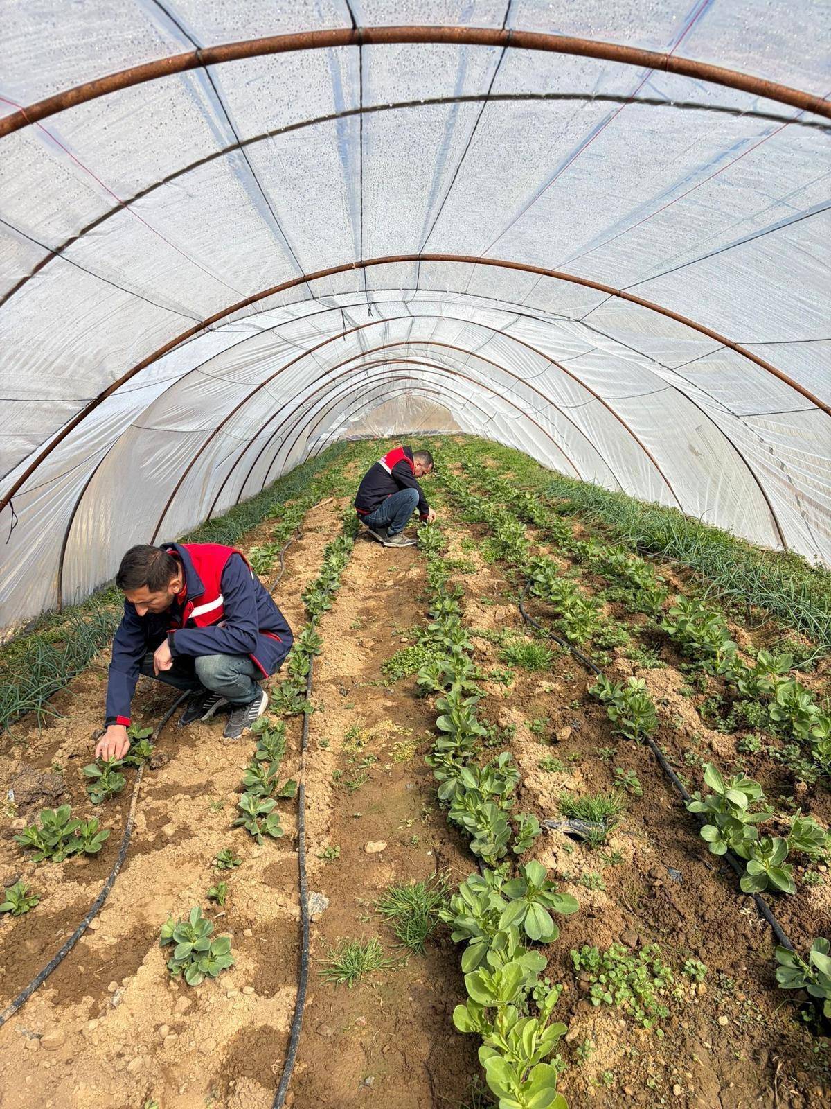 Afyonkarahisar’da Tarım Sahalarında Yoğun Mesai: Fenolojik Gözlem ve Hastalık Kontrolleri Sürüyor