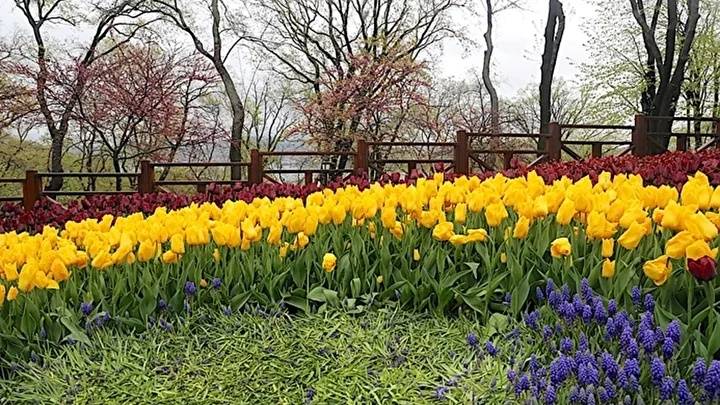 İstanbul Lale Festivali 2026 Ne Zaman, Nerede Yapılıyor? Tüm Detaylar!