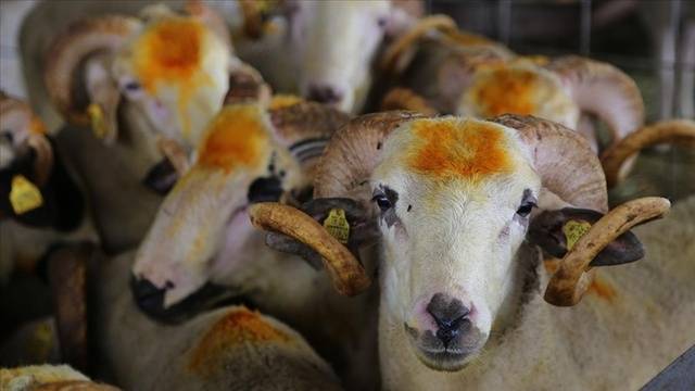 2026 Kurbanlık Fiyatları ve Vekaletle Kurban Kesim Bedelleri Belli Oldu!