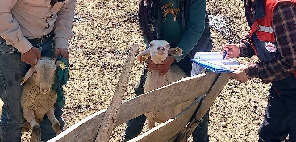 Afyonkarahisar’da Kuzu Kontrolleri Gerçekleştirildi