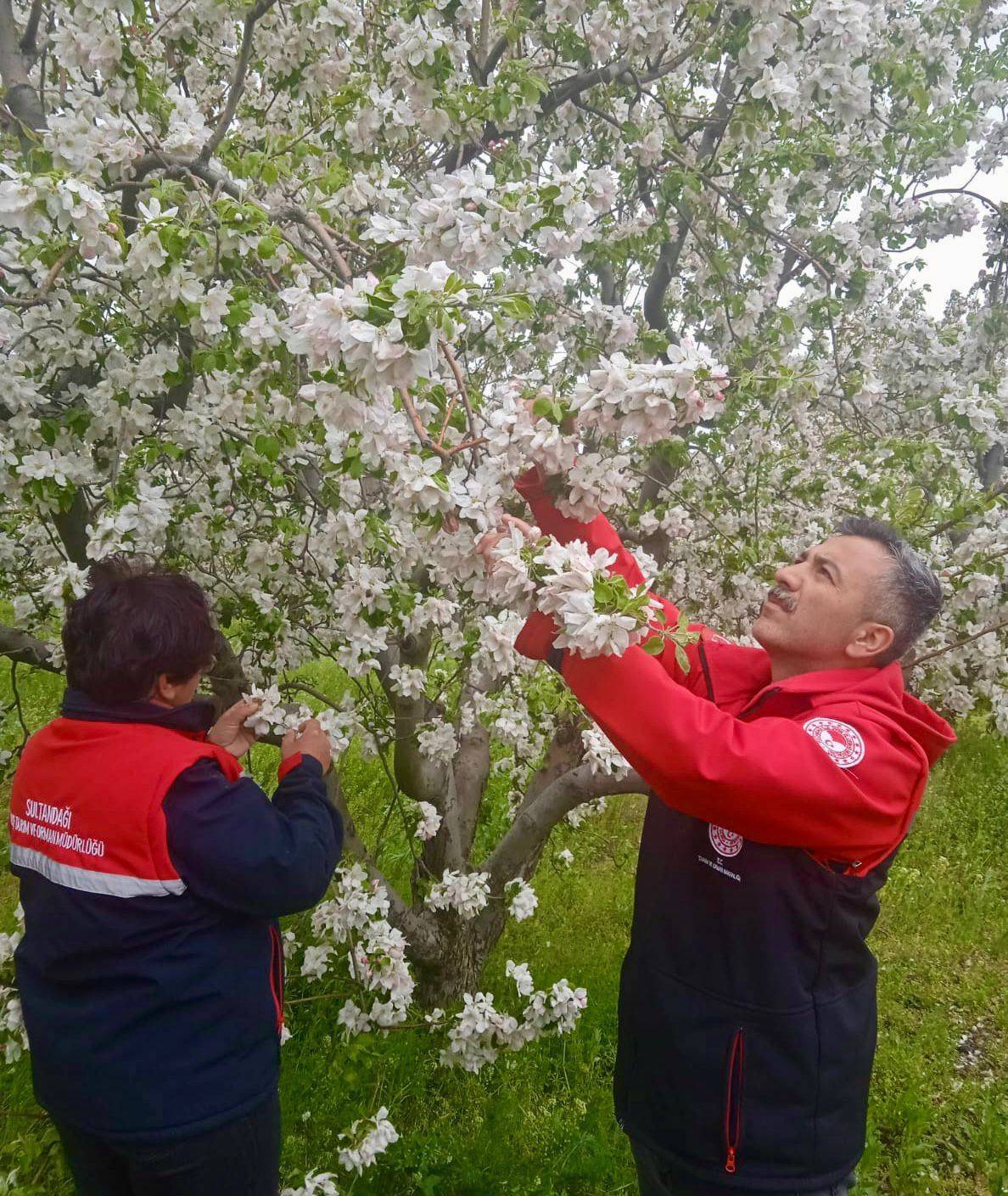 Afyonkarahisar’da Zirai Don Alarmı: Tarım Alanlarında Saha Kontrolleri Sürüyor